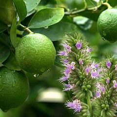 Patchouly & Lime - ÄÖ-Mischung - Für weitere Informationen anklicken